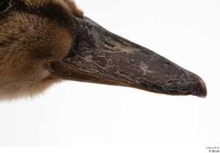 Wild duck Anas platyrhynchos beak head 0002.jpg
